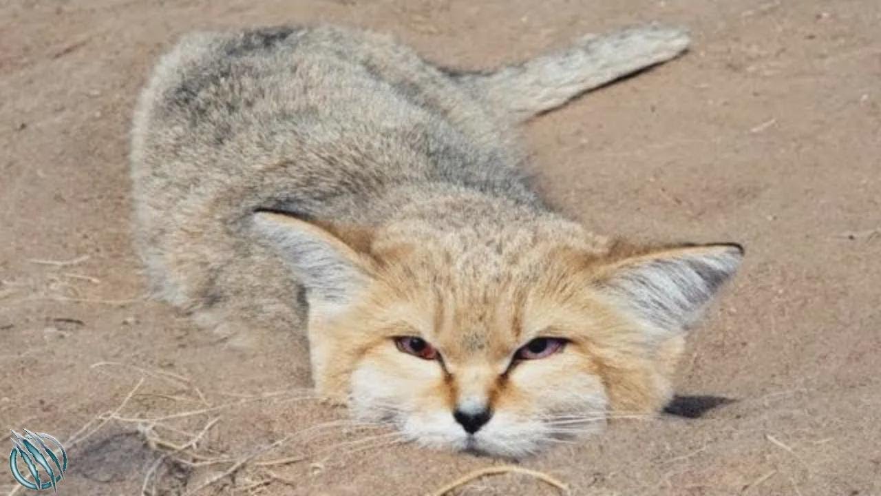 Chat des sables : le redoutable chasseur de vipères du désert !