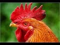 ЖИЛИ БЫЛИ ПЕТУХ & КУРИЦА (Cock and Hen. Chicken)