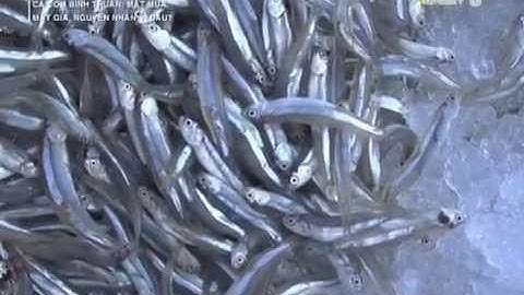 Mùa cá cơm thất thu của ngư dân Bình Thuận