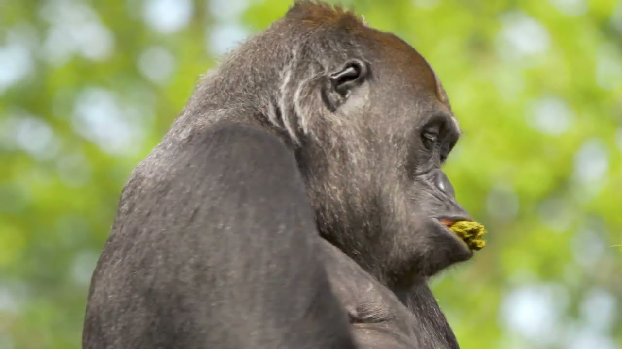 Live Session: Mesmerizing Gorilla Highlights from the Wild! 🦍 | Wildlife Visual Jungle