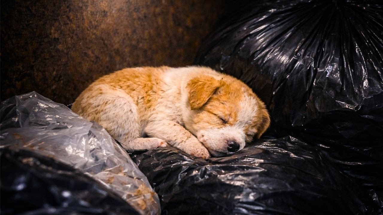 A Woman Checked a Trash Container — She Found a Newborn Puppy Inside
