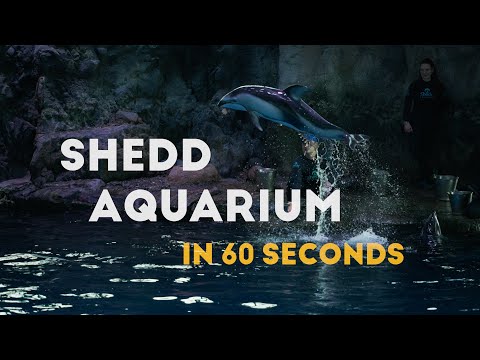 Shedd Aquarium Cinematic Tour of Chicago's Iconic Aquarium