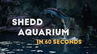 Shedd Aquarium Cinematic Tour Of Chicagos Iconic Aquarium