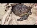 Turtle Foundation - Tsunami of december 22 washed turtles ashore