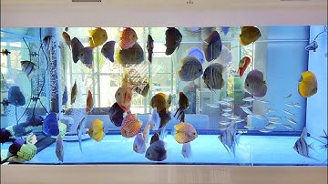 Paisan โครงการ 6 - O4FS อ่างไฟเบอร์ติดกระจก 4*2*0.9 เมตร Project Masterpiece Set 3