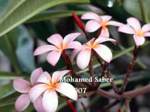 إبتهال للشيخ طه الفشني إلهي إن يكن ذنبي عظيما