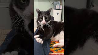 Download Lagu Kucing memijat majikannya! MP3 Download Lagu Kucing memijat majikannya! MP3