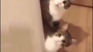 Acaba Alt Komşunun Kedisine Kim Etti?