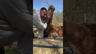 Amistad entre hombre y toro by Fundación Santuario Gaia 3,411 views 3 weeks ago 2 minutes, 12 seconds