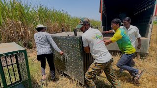 माऊलीच्या घराजवळ वाघ पकडायला पिंजरा लावला 🫢