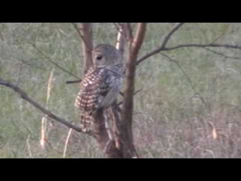 Barred Owl Looks around