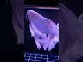 Platinum Butterfly Koi Carp Collection 170 - Male And Female Koi Fish In Pond