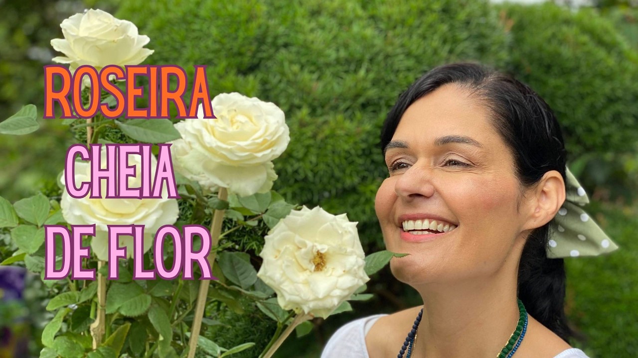 PLANTAS FLORIDAS: Roseira gosta de sol ou sombra? Como cuidar e podar ...