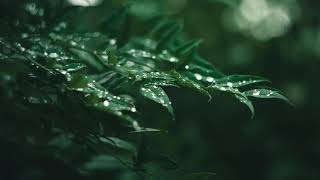 Relaxing Rain & Thunder ASMR | Drift into Sleep with Nature's Lullaby