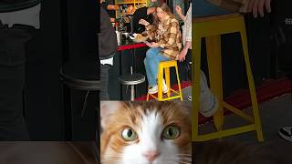 When both she and the cat are shook 💀#shorts #funny #memes #cat#unitedstates