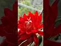 #epiphyllum #эпифиллум