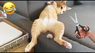 СМЕШНЫЕ ЖИВОТНЫЕ 2025 Я РЖАЛ ДО СЛЕЗ 🐱 60 МИНУТ СМЕХА ЛУЧШИЕ ПРИКОЛЫ 2025 С КОТАМИ И СОБАКАМИ #2