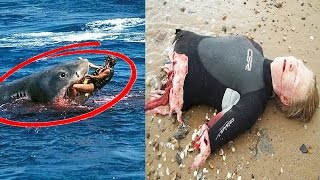 TOP 10 Animais Que Mais Matam Pessoas