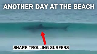 Shark Stalking Swimmers at the Beach - Shark Sighting Caught on Camera - Official CR 2.0