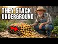 The Japanese Potato Method That Grows 150 Pounds In 5 Square Feet 