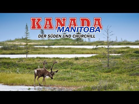 Video: Wann Kann Man Eisbären, Belugas Und Nordlichter In Churchill, Kanada Sehen?