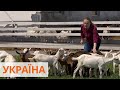 Регулярный медосмотр, душ и полезный рацион: как работает козья ферма на Киевщине