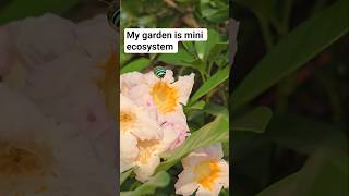 My beautiful garden is mini ecosystem #morning_vibes #ecosystem #mypassion #mygarden #Botany