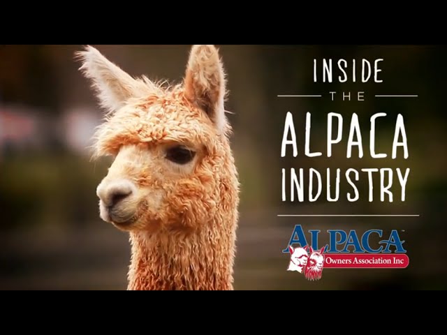 Alpaca wool – The 'fibre of the gods' - Introducing wonderful alpacas