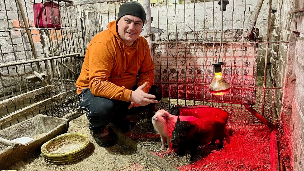 Навели порядок в курятнике! Кто остался из поросяток?