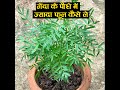 इस खाद से गेंदे के पौधे में भर भर के फूल आएगा #marigold #shorts by rnkushwaha