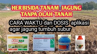 HERBISIDA jagung untuk lahan tanpa olah tanah agar jagung tumbuh subur