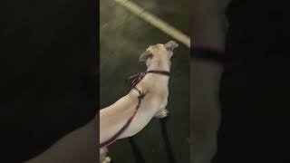 This Is A Working Dog