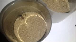 Sicarius Cf Testaceus Sling Feeding Six Eyed Sand Spider