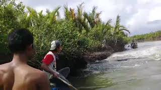 Ikan paus ngamuk