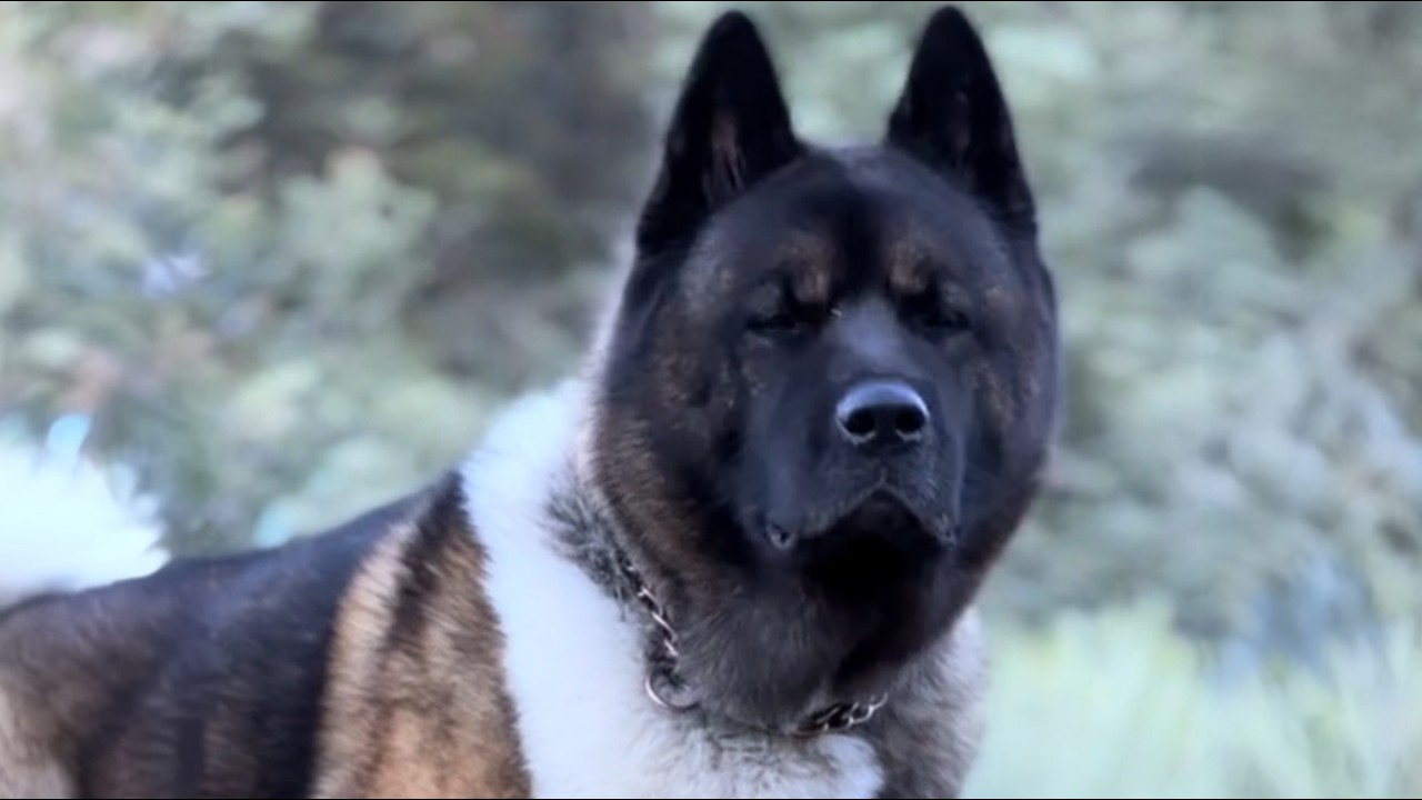 Sie ließen ihn bei  20° angekettet zurück – Doch er hörte nie auf zu warten