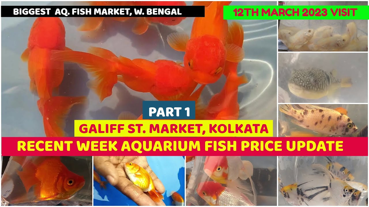 Current Week Aquarium Fish PriceGaliff Street Cheapest Aquarium Fish Market Kolkata12th March