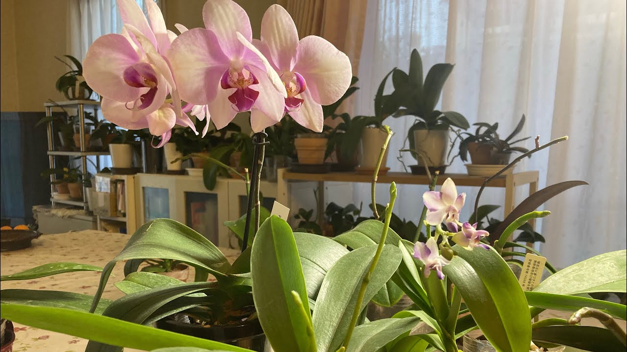 胡蝶蘭79 花芽絶好調に出ています🌸真冬に咲くサマーローズ😍🌈
