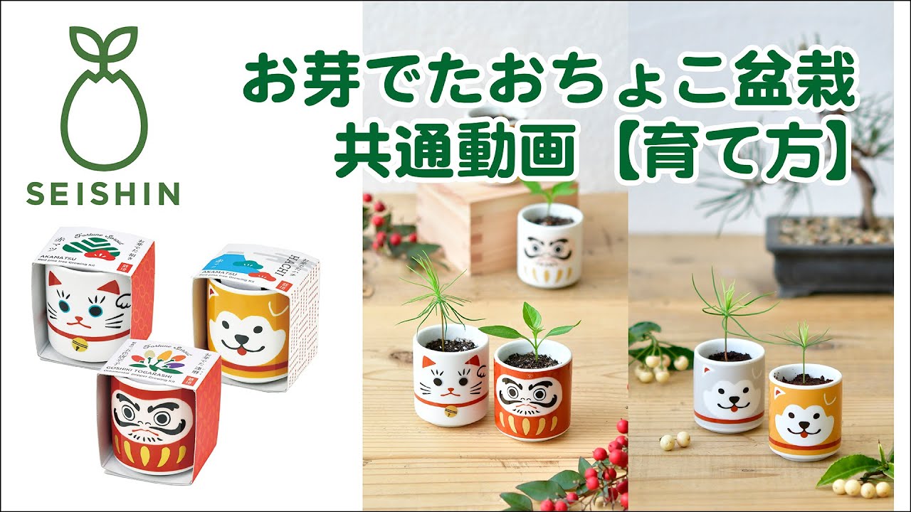 お芽でたおちょこ(松・五色唐辛子) - YouTube