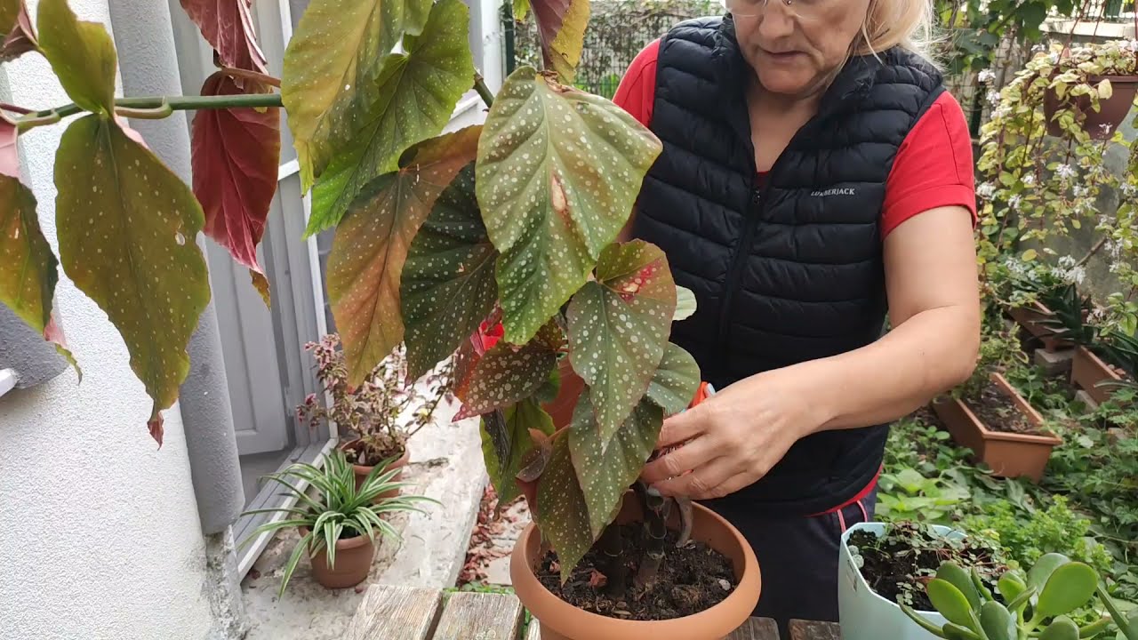 begonya çiçeği budama , bakım,kışa hazirlik