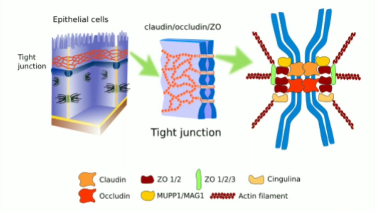 Cell Junctions and its types Tight Gap AdherensFocalAdhension