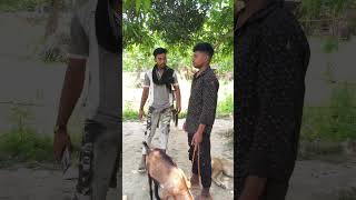 #viral #trending #funny #shorts #comedy #viralvideo #ytshorts #fyp #desivideo #memes #new #video 👍😁