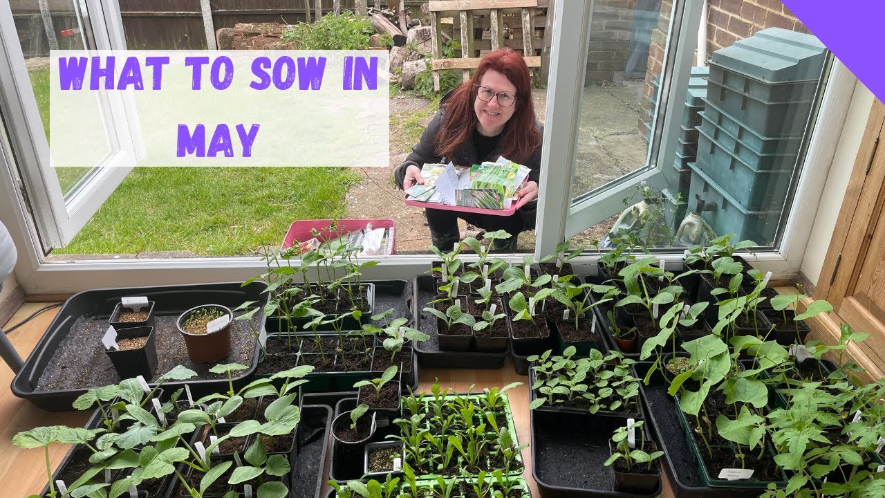 What To Sow In May - Allotment Gardening For Beginners UK - YouTube