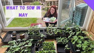 What To Sow In May  Allotment Gardening For Beginners UK