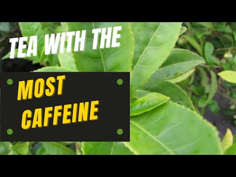 Which Tea Has the Most Caffeine?