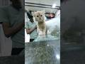 4 Cute Cats Visited #shorts #shortvideo