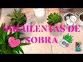 TOP 10 suculentas Haworthia son De sombra o sol??🤔🌞