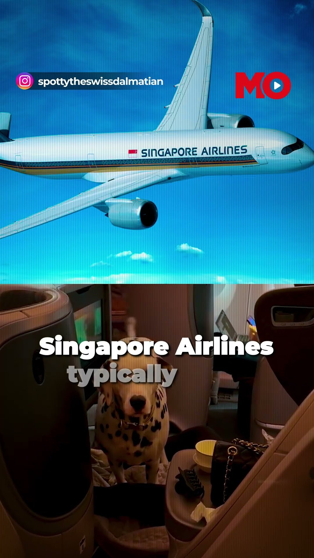 Dalmatian Spotty Enjoys Business Class on Singapore Airlines Flight