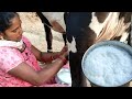 #womenmilkingvideos  village women cow milking by hand..../