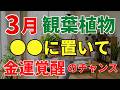 【金運覚醒の大チャンス】3月の観葉植物の置き場所とお手入れを風水アドバイザーが解説