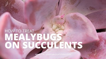 Treating Mealybugs on Succulents